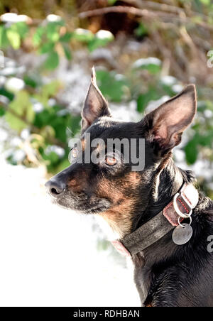 Trauriger alter Hund isoliert. Mongrel Rasse mit gedrückter Augen. Pet warten Stockfoto