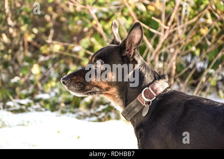 Trauriger alter Hund isoliert. Mongrel Rasse mit gedrückter Augen. Pet warten Stockfoto