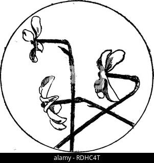 . Rustikale Sounds und andere Studien in der Literatur und der Naturgeschichte. Galton, Francis, Sir, 1822-1911; Austen, Jane, 1775-1817; Hales, Stephen, 1677-1761; Darwin, George Howard, Sir, 1845-1912; Natural History. Bewegungen von Pflanzen 4 S-Übertragung eines Einflusses von Der percipient zum Motor Region. Übertragung eines Stimulus hat lange in Mimosa bekannt, aber im Wesentlich wichtiger, Krümmungen, die wir jetzt erwägen, war nicht bekannt. Abb. 3.-^ Narzissen Blumen. existieren, bevor die Veröffentlichung der Kraft der Bewegung in Pflanzen. Es ist ein Experiment von Rothert^ die Wir machen Stockfoto