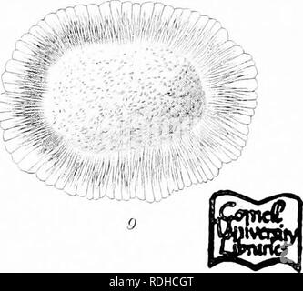 . Icones plantarum formosanarum Nec nicht et contributiones ad floram formosanam; oder, Icones der Pflanzen von Formosa, und Materialien, die für die Flora der Insel, basierend auf einer Studie der Sammlungen des Botanischen Umfrage der Regierung von Formosa. Botanik. F Hayami. del Ylto. sculp.. Bitte beachten Sie, dass diese Bilder sind von der gescannten Seite Bilder, die digital für die Lesbarkeit verbessert haben mögen - Färbung und Aussehen dieser Abbildungen können nicht perfekt dem Original ähneln. extrahiert. Hayata, Bunzo?; Taiwan. Shokusankyoku. Wurde, Pub. Durch das Büro der produzierenden Industrie, Gove Stockfoto