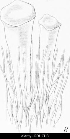 . Icones plantarum formosanarum Nec nicht et contributiones ad floram formosanam; oder, Icones der Pflanzen von Formosa, und Materialien, die für die Flora der Insel, basierend auf einer Studie der Sammlungen des Botanischen Umfrage der Regierung von Formosa. Botanik. . Bitte beachten Sie, dass diese Bilder sind von der gescannten Seite Bilder, die digital für die Lesbarkeit verbessert haben mögen - Färbung und Aussehen dieser Abbildungen können nicht perfekt dem Original ähneln. extrahiert. Hayata, Bunzo?; Taiwan. Shokusankyoku. Wurde, Pub. Durch das Büro der produzierenden Industrie, Regierung von Formosa Stockfoto