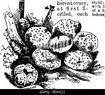 . Botanik für Akademien und Hochschulen: bestehend aus der Entwicklung und Struktur von Algen zu Clematis. Botanik; 1889. Abb. 68.- BaffleBia Amoldi; 2 Pflanzen, cf und 9 •. Bitte beachten Sie, dass diese Bilder sind von der gescannten Seite Bilder, die digital für die Lesbarkeit verbessert haben mögen - Färbung und Aussehen dieser Abbildungen können nicht perfekt dem Original ähneln. extrahiert. Ketchum, Annie Kammern, 1824-1904. Philadelphia, J. B. Lippincott Company Stockfoto