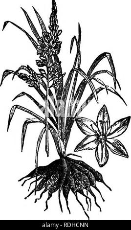 . Botanik für Akademien und Hochschulen: bestehend aus der Entwicklung und Struktur von Algen zu Clematis. Botanik; 1889. Fio. 56.-Weiß Asphodel (ist; pliodelm albuii floweting Pflanze, mit separaten Fl.. Bitte beachten Sie, dass diese Bilder sind von der gescannten Seite Bilder, die digital für die Lesbarkeit verbessert haben mögen - Färbung und Aussehen dieser Abbildungen können nicht perfekt dem Original ähneln. extrahiert. Ketchum, Annie Kammern, 1824-1904. Philadelphia, J. B. Lippincott Company Stockfoto