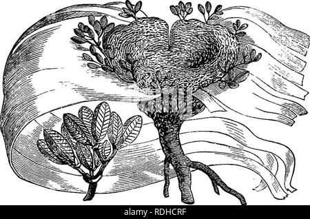 . Botanik für Akademien und Hochschulen: bestehend aus der Entwicklung und Struktur von Algen zu Clematis. Botanik; 1889. Anlage D - Entwicklung fortgesetzt. 47 monceclous und Kegel auf verzweigten Stängel fast ein Fuß in der Länge; die Kegel reifen in einem feinen purpurrote Farbe. Die männlichen Zapfen sind eine halbe Zoll lang; das Weibchen zwei bis drei Zoll.. Abb. 49.- Welwitschia mirahilis. Die gesamte, mit einem Zweig der fruchtbaren Kegel von der Felge entfernt. 80. Bisher sowohl Cryptogamia und Fitnessraum - nosperms, die männliche und weibliche Blüten sind diclinous und Getrenntgeschlechtlich oder Einhäusig. Die Welwitschia Blumen ar Stockfoto