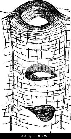 . Die Abende im Mikroskop: oder, Forschungen unter den minuter Organe und Formen des tierischen Lebens. Mikroskopie; Mikroskope; Medizinische Mikroskopie. SKA. - ANBMONKS! THEIK WKAl' ONS. 41 Ich. Mich, *ICH werde die Freiheit nehmen, zitiert einige meiner oljservations auf tlie Angelegenheit. "Die Emission Der acontia vorgesehen wird durch die Existenz von speziellen Öffnungen, die ich begriff Cinclides. Die Berührungen des Körpers, in der Sagartice, ist perforiert, um Minute Steingrab, eine Ähnlichkeit im ap-pearance der spiracuta von In-sekten. Sie kommen in den inter-septal Räume; das Öffnen einer Kom- munikation zwischen t Stockfoto