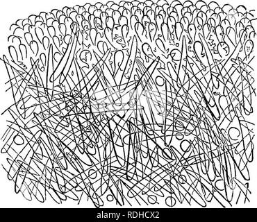 . Die Abende im Mikroskop: oder, Forschungen unter den minuter Organe und Formen des tierischen Lebens. Mikroskopie; Mikroskope; Medizinische Mikroskopie. STi; A.-ANKMONKS THKIR ich WKM' ONS. 409 Nach der Anderen, angesaugt, wie es war, durch ein IMPER - ceptible Öffnung. Vor der ganzen verschwunden sind, werden wir einen Teil für die Prüfung sicher. Für dieses Ende ich Schneiden Sie mit einem scharfen Schere rund ein Sechstel Zoll der Extremität von einer der Threads, die ich jetzt in einem Tropfen Wasser in der kompressorium. Diese Threads werden als acontia. Die Prüfung dieses Fragment unter einer niedrigen Leistung Der microscop Stockfoto