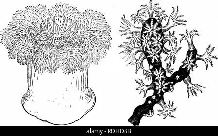 . Ein Handbuch der Zoologie. Ich ist das Handbuch der Zoologie Merkmale der beiden Unterklassen, die jeweils in die zoantharia die Tentakeln und mesenteries sind in der Regel sehr zahlreich, und sind in der Regel in Schritten von fünf oder sechs, und. Abb. 56. - Die gemeinsame See - Anemone. (Nach Emerton.) Abb. 57. - Corallium rubrum, Teil der Kolonie. Zweimal vergrößert. (Nach Lacaze - Duthiers.), dass die Tentakel in Form einfach sind; während in der Alcyo - naria (Abb. 58) die Tentakeln und mesenteries sind immer acht an der Zahl, und die tentakeln sind gefiedert, d. h., jeder von ihnen besteht aus einem Stamm mit zwei Reihen von seitlichen Stockfoto