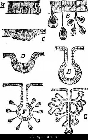 . Ein Handbuch der Zoologie. Die METAZOEN 65 Epithel durch eine schmale Verlängerung der Zelle, die wie die Leitung der Drüse dient. In anderen Fällen ist die Drüse ist Mehrzelligen (D, G), von der Anzahl der Zellen des Epithels gebildet, Futter eine Depression oder infolding, einfach oder Komplex in Form, der Letzteren. In der zentralen Hohlraum eines solchen. Abb. 29. - Diagramm der Struktur von Drüsen zu illustrieren. Eine einzellige Drüsen in einem epithel; B, einzellige Drüsen unter dem Epithel der Lüge und der Kommunikation mit der Oberfläche durch schmale Prozesse (Kanäle); C, Gruppe der Stopfbuchse Zellen; D, Gruppe der Stopfbuchse Zellen Stockfoto