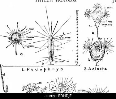 . Ein Handbuch der Zoologie. Stamm PROTOZOEN. 2. A c i nefa, c.: uoj. y%*? c. vac Yj&AMP;P bin ich'. Bitte beachten Sie, dass diese Bilder sind von der gescannten Seite Bilder, die digital für die Lesbarkeit verbessert haben mögen - Färbung und Aussehen dieser Abbildungen können nicht perfekt dem Original ähneln. extrahiert. Parker, T. Jeffery (Thomas Jeffery), 1850-1897; Haswell, William A. (William Aitcheson), 1854-1925. New York, der Macmillan Company; London, Macmillan &Amp; Co., Ltd. Stockfoto