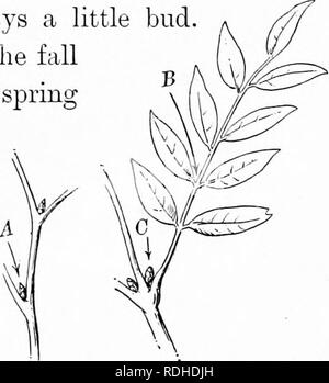 . Elementare Holzbearbeitung. Holzarbeiten; Bäume. Kapitel VIII LAUBBÄUMEN IN ZUSAMMENGESETZTEN BLÄTTERN Der Anfänger wird oft im Zweifel, ob ein Zweig mit mehreren Blättern ist ein zusammengesetztes Blatt oder eine Anzahl einfacher verlässt. Dies ist eine sehr einfache Sache zu entscheiden. Am Ende der Blattstängel, wo das Blatt der Zweig oder l^ Ranch verbindet, ist immer eine kleine Knospe. Wenn das Blatt fällt weg im Fall der Knospe bleibt, und im Frühjahr beginnt anzuschwellen und schließlich entwickelt sich zu einem Blatt. Dieser Knospe dann ist das Versprechen des Blattes im nächsten Jahr, und es ist immer an der Basis der Blattstängel gefunden, wie bei A. gezeigt, gibt es n Stockfoto