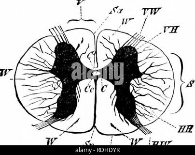 . Ein Handbuch der Zoologie. Zoologie. 114 ALLGEMEINE ERIXCIPLES der Zoologie. Die röhrenförmige System ist nur in Ihe fouiul chordatcs (Lig. 79). Der Wirbeltiere Gehirn und Rückenmark bilden eine tuljc mit stark verdickten Wänden. Im Zentrum liegt das extrem schmale zentralen Kanal, die vorher in die Herzkammern des Gehirns wiiiens. In einem Querschnitt der nervösen Elemente gesehen gruppierten arountl der zentralen Kanal in einer Weise fast das Gegenteil von dem Der ganglionic Art. Auf tlie Peripherie liegt eine Schicht von Nerv - icliilc tibres (Mailer); weiter ist ein zentraler Teil des Ganglion - cclls und ne Stockfoto