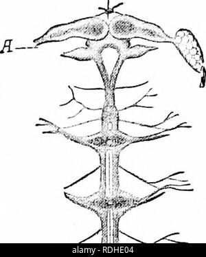 . Ein Handbuch der Zoologie. Zoologie. Allgemeine INSTRUMENTENKUNDE 113. Der nervösen Elemente. In der medusce ein solcher Ort ist der Rand der Glocke; folglich eine stärkere Nerven - Netzkabel viel in Ganglienzellen reicher finden Sie hier. Diese, sowie die Nerv-ring und die 5 radiale Nerven der Stachelhäuter, kann ein zentrales System aufgerufen werden, wodurch die Unterscheidung der Rest des Nervensystems Netzwerk wie das periphere Nervensystem. Ganglionic Zentralnervensystem. - zahlreiche Übergangsformen führen zu den ganglionic Zentralnervensystem der Würmer, Weichtiere und Arthropoden (Abb. 77). Das zentrale Nervensystem hier Cons Stockfoto