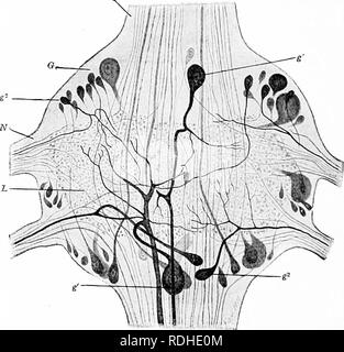 . Ein Handbuch der Zoologie. Zoologie. 112 ALLGEMEINE GRUNDSÄTZE DER ZOOLOGIE Diffuse Nervensystem. - Die diffusen Typ ist sicherlich die primitivsten; Es sliows die zwei Elemente, Nerv libres und Ganglienzellen, durch den ganzen Körper, verteilt oder, mindestens, durch bestimmte Schichten. Die Haut des Körpers, das Ektoderm, ist eines der grundlegenden Elemente des Nervensystems svstem, da es mit der externen Welt bezogen, und damit erhält die sensorische Eindrücke, so wichtig für die De'elop von Nervengewebe. Die Korallen und hydroid Polypen sind Beispiele, C. Abb. 77.- Dritte abdominal Gani^ Iion-o Stockfoto