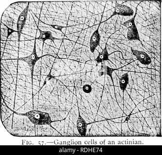 . Ein Handbuch der Zoologie. Zoologie. 86 GEXERAL TRLXCirLES der Zoologie sj tem. In den Ganglien (das Nervensystem eentres Der kist drei Gruppen) das Ganglion Cell in der Regel zu einer einzigen starken Prozess, der, wie immer, reich mit seitlichen Verzweigungen oder Dendriten (Wig zur Verfügung gestellt wird. 77). Die Medulläre Ummantelung und Ummantelung aus Schwann sind in der Regel nicht vorhanden in inverte - brates, auch in den peripheren Nerven. Auf der anderen Seite die wahre Con-leitungskanäle Elemente, die Nerven, haben librilkv seeii in wirbellosen Nerv - tibres, und haben in den Ganglienzellen Zelle, in der die atierent und Efferenten fibri gefolgt. Stockfoto