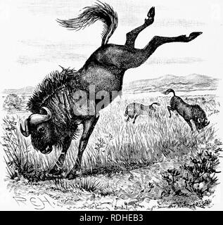 . Mensch und Tier in der östlichen Äthiopien: von Beobachtungen in British East Africa, Uganda und dem Sudan. Natural History; indigene Völker; Ethnologie. 300 östlichen Äthiopien Ostafrika im letzten Jahrzehnt des 19. Jahrhunderts tlie verwüstet. Perliaps tlie charakteristischen Antilopen Der grasebenen von Ost Afrika ist ein hässliches Biest bekannt als der Kuhantilopen. Niemand kann Fehler dieses Tier mit seiner langen schmalen. Die Gnus, oder (jiiu, in seine Mätzchen. Kopf, durch die frontale Knochen in einen hohen Kamm mit großen akut gewinkelt und stark annulated Hörner überwunden produziert wird intensiviert. Stockfoto