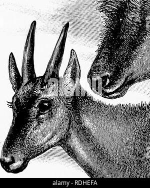 . Mensch und Tier in der östlichen Äthiopien: von Beobachtungen in British East Africa, Uganda und dem Sudan. Natural History; indigene Völker; Ethnologie. 2" 2 östlichen Äthiopien als die der Außenhaut. In den jungen Tieren die Hörner Stick Up als normalen Spikes. Die lange "cst Paar Kuh eland Hörner durch Selous gemessen, 2 Fuß 10 Zoll; dieser Jäger heißt es auch, dass die Hörner von sehr alten Bullen oft abgenutzt sind, ein wenig mehr als ein. Bitte beachten Sie, dass diese Bilder aus gescannten Seite Bilder, die digital für die Lesbarkeit verbessert haben mögen - Färbung und das Aussehen von extrahiert werden Stockfoto