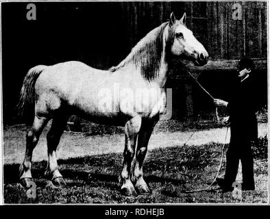 . Eine Geschichte der Percheron Pferd: mit bisher unveröffentlichten Daten über den Ursprung und die Entwicklung der modernen Art der schweren Zug, von authentischen Dokumenten, Aufzeichnungen und Manuskripte in den nationalen Archiven der französischen Regierung ausgearbeiteten, zusammen mit einer detaillierten Beschreibung der Einführung und Verbreitung der Rasse in den Vereinigten Staaten, auf die sich ein Symposium reflektiert die Ansichten der führenden zeitgenössischen Importeure und Züchter berühren die Auswahl, Fütterung und allgemeine Verwaltung der Hengste, Zuchtstuten und Fohlen angehängt wird. Percheron Pferd. PEKCHERON HENGST SLi Stockfoto