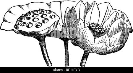 . Die Grundlagen der Botanik. Botanik. 276 BOTANt. und Choripetalse jedoch, viele schöne Blumen Vhich haben lange Liebling Ornamente in Gärten und Con-servatories liefern. Damit die Verbenen, Phloxes, Heliotropes, Primeln, Azaleen, Rhododendren, Heiden, Bellfljowers, Honeysuckles, und eine große Anzahl von Composites können ergriffen werden, um die Mitglieder der Gamo-petalse zu vertreten. Und so die Leidenschaft - Blumen, Rosen, Lupinen, Wis-tarias, Malven, Kamelien, Rosen, Veilchen, Mignonettes, Mohn, seerosen Ranunkeln und Columbines kann er als Vertreter der ornamentalen Chorip Stockfoto