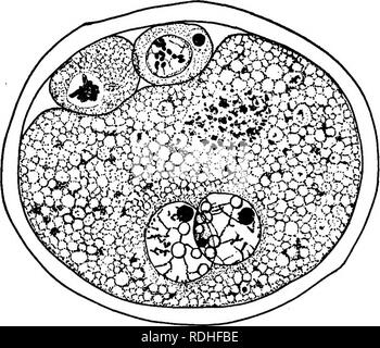 . Die Biologie der Zwillinge (Säugetiere). Zwillinge. TWINNING IN DASYPUS NOVEMCINCTUS 37 Mehrheit der Eutherian Säugetiere. Ich bin stark geneigt zu sagen, dass, wenn die Spaltung ist bekannt es beweisen viel Kke, dass der Dasyurus. Diese Prognose beruht auf zwei Umständen: erstens, dass die Geschichte der Eizellen von dasyurus und aHke Dasypus sind so weit wie wir Sie verfolgen, und dass Letztere ist im Gegensatz zu. Abb. 7.-^ eine befruchtete Armadillo Ei mit zwei Polkörperchen und die männlichen und weiblichen Vorkerne Seite an Seite, die anderen Arten von eutheria; zweitens, dass die Regelung von Embryonen in Paaren ein Stockfoto