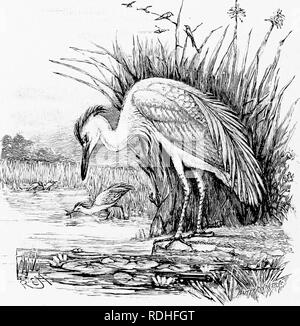. Mensch und Tier in der östlichen Äthiopien: von Beobachtungen in British East Africa, Uganda und dem Sudan. Natural History; indigene Völker; Ethnologie. 222 östlichen ÄTHIOPIEN xVli Ungeziefer in die Falten und Fältchen der Haut des Elefanten und Krokodile, ihre Schreie und Hutterings warnen die Schlaf-ing Tiere der Ansatz von Gefahr. In früheren Zeiten Krokodile Hourished in diesem Abschnitt des Nils die Hows durch Unterägypten. Das Krokodil war in Ägypten von sehr frühen verehrt. Tlie BufF-backed Heron die Blutegel von Krokodilen und Zecken von Elefanten und Vieh holt. mal wie die r Stockfoto