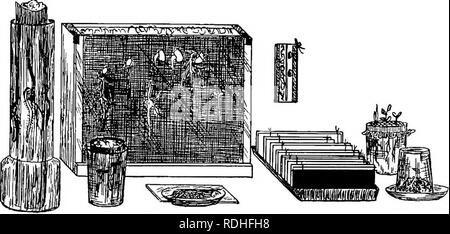 . Natur - Studie; ein Handbuch für Lehrer und Schüler. Die Natur studieren. 300 NATUR - Studie für Pflanzen. Die meisten Leute lieben Blumen und möchten wissen, wie Sie zu erziehen. Diese Keimung Unterricht kann verwendet werden, um die Kinder zu lehren, wie der Boden, der Einsatz von fertihzers vorzubereiten, und die richtige Temperatur und Feuchtigkeit erforderlichen Bedingungen für Keimung und Wachstum. Ältere Schüler sollten versuchen einige lehrreiche Experimente. Lassen Sie sie die Sämlinge in kalten und warmen Temperaturen gewachsen vergleichen, mit ausreichend, zu viel.. Abb. io 6. Germinators zur Beobachtung von Saat- und Pflanzgut. Und zu wenig Wasser; Stockfoto