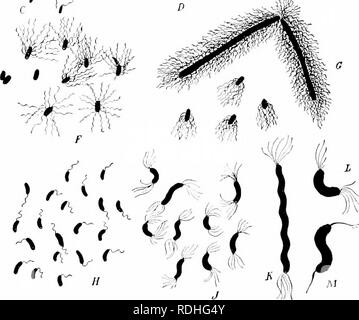 . Anlage Studien; eine elementare Botanik. Botanik. . '?' Ist. T: jrr) iij) nT T!; ich (Tri' ich: Ich, Hio Körper lirini", schwarz, und das Lager; ni () tiK'cilin in verschiedenen v; iyH,, 1, Llu" zwei Arten der l, J'I's. HiloiHoiHis:/â', R;, siirri.-s von F,; icillim,/'" "hcin -, "daß der Typhus fi-v. T; JL Mlcro-. y) Ira; J, L A,,)/. sjiccicH uf Sphiflum. âAUt 'T Enuler und Pkantl.. Bitte beachten Sie, dass diese Bilder sind von der gescannten Seite Bilder, die digital für die Lesbarkeit verbessert haben mögen - Färbung und Aussehen dieser Abbildungen können nicht perfekt dem Original ähneln. extrahiert. Stockfoto