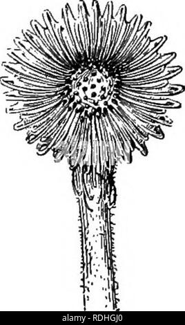 . Grundlagen der Botanik. Botanik; Botanik. Abb. 85. Klinge aus Blatt von Sonnentau. (Einige - Was vergrössert.);!?"! (S 140. Fleischfressende Pflanzen. - Im normalen Krug - Pflanzen (Abb. 83) Das Blatt erscheint in der Form eines mehr oder weniger vermummte Krug. Diese Kannen sind in der Regel teilweise mit Wasser gefüllt, und in diesem Wasser sehr viele ertranken und verfallende Insekten werden häufig gefunden werden. Die Insekten haben geflogen oder Krabbelte in den Krug und, einmal nach innen, haben sich nicht auf die Dichter Wuchs von borstigen Haaren über den Mund zu entkommen, alle nach innen und nach unten. Wie viel die gemeinsame Amerikanische Stockfoto