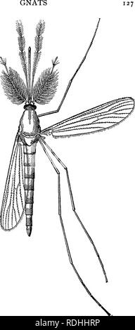 . Schädliche und nützliche Insekten; eine Einführung in das Studium der ökonomischen Entomologie. Insekten; nützliche Insekten Insekt pests. ein kurzes Intervall (drei oder vier Tage im Sommer) Die pupal Haut Risse entlang der Rückseite des Thorax, und die Fliege entweicht in die Luft, manchmal Rest-ing für ein paar Minuten auf der Haut un-til seine Flügel trocken sind. Die Fliege ist nicht anders als die Harle - Quint-Fliegen im allgemeinen Erscheinungsbild. Das Männchen ist distin- kungen aus der weiblichen, wie in der Harlekin - fliegen, durch seine buschigen Fühlern. Harlekin fliegen die Beine vom Boden, wenn sie sich ausruhen, und sie erstrecken sich vor; g Stockfoto