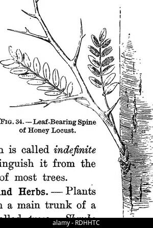 . Grundlagen der Botanik. Botanik; Botanik. 69 stammt von zufälligen oder ruhende Knospen am Stamm oder Gliedmaßen. Wie Stacheln manchmal zeigen ihre wahre Natur als Zweige von Lager Blätter (Abb. 34). 84. Unbestimmte jährliches Wachstum. - In den meisten der Bäume des Waldes und in der größeren Sträuchern, das Holz der jungen Zweige ist gereift und voll entwickelten iduring im Sommer. Geschützt"^ Knospen sind auf v die Zweige dieser Filialen mit ihren sehr spitzen gebildet. In anderen Sträucher - zum Beispiel in der SUMAC, Himbeere, und Blackberry - die Triebe wachsen weiter, bis ihre weichen und unreifen Tipps getötet werden Stockfoto