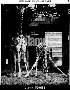 . Beliebte amtliche Führer zu den New York Zoological Park. Zoos; Zootiere. Neue i'ork Zoological Park.. N 0 BIAN GIRAFFEN. ing als eigene Art Rang, weil seiner Abstufung mit dem Nubischen Form, {camelopardalis). Wenn man alle Beweise jetzt verfügbar, so scheint es, dass die Giraffen von heute die mittleren Stadium der Bemühungen, mehrere Arten von der übergeordneten Lager zu entwickeln, die Three-Horned Giraffe, der die Arten hier rep-übelgenommen. Die vorhandenen Formulare, einschließlich aller Arten und Unterarten, intergrade und zusammen laufen in einer Art und Weise, das ist ziemlich verwirrend, aber
