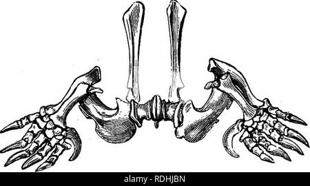 . Elementare Lehrbuch der Zoologie. MAMMALIA. 539 Knorpel, es stellt wahrscheinlich das Schlüsselbein und precoracoid trat in einem. Das distale Ende bildet eine Anlage für den humerus und es wird auch durch ein Band der Scapula verbunden. Das Schulterblatt ist lang und schmal und unterstützt, wie gewohnt, im Lager der humerus. Die knöcherne Verbindung von "schlüsselbein", episternum, Rippen und Wirbelsäule, unterstützt von dem Schulterblatt, bildet eine solide Dreh- und Angelpunkt für das Vorderteil des Körpers. Der humerus ist ziemlich einzigartig. Kurz und stämmig, wird es in den seitlichen Wappen und Prozesse erweitert. Der Radius und ulna sind auch kurze und Stout Stockfoto