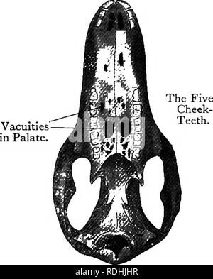 . Elementare Lehrbuch der Zoologie. Unteren Schneidezähne. Erste Molar. Winkel des Unterkiefers. | Paroccipital Prozess. Hinweis Das gebiss witli nur zwei unteren Schneidezähne, keine Eckzähne und 5 Backenzähne. Auch die 'Metatherian Zeichen. Abb. 344.-ventrale Ansicht des Schädels von Kangaroo x J. (Ad-Nat.) Schneidezähne. Die Lage Der lacrymal Foramen außerhalb der Umlaufbahn, die unvollständiger Ossifikation des Gaumens und der In-Flected Winkel des Unterkiefers. Das gebiss Pecu - Lügner. Es gibt drei oberen Schneidezähne, flach und Meißelform, dann ein Leerzeichen oder ein diastema, in der es keine Zähne. Die Fangzähne sind Namen Stockfoto