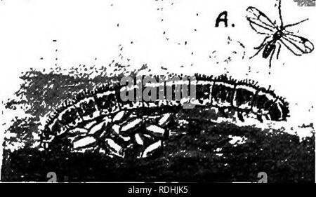 . Eine Einführung in die Zoologie, mit Anweisungen für die praktische Arbeit (Wirbellose). . """ ". , Abb. 328.- Caterpillar von Pieris Abb. 327. - Panwus testaceus. brassicae Befallen witli Apan - eine gemeinsame Ichneumon Wasp. Teles glomeratus (braconidae). Kohlweißling, über eine große Anzahl von Eiern in seinem Körper. Die Larven des Parasiten innerhalb von entwickeln, absorbiert die Säfte Ihrer Host ohne zunächst scheinbar incommoding, unersättlich die ganze Zeit und scheint gesund isst. Schließlich, jedoch, die Larven entstehen durch seine Haut um zu Verpuppen und Raupen in der Regel nun d Stockfoto