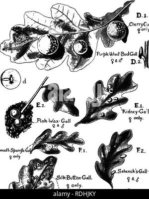 . Eine Einführung in die Zoologie, mit Anweisungen für die praktische Arbeit (Wirbellose). . Cherry-Gd II. o Nur.. Glatt S^p AnjIeO onjy. Bitte beachten Sie, dass diese Bilder sind von der gescannten Seite Bilder, die digital für die Lesbarkeit verbessert haben mögen - Färbung und Aussehen dieser Abbildungen können nicht perfekt dem Original ähneln. extrahiert. Lulham, Rosalie Blanche Jermaine. London, Macmillan Stockfoto