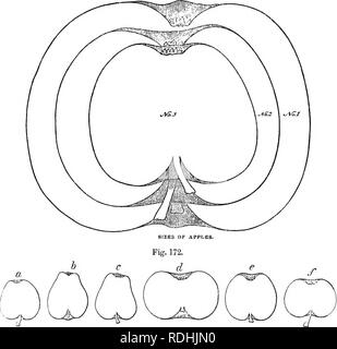 . Das Buch der Garten. Im Garten arbeiten. 414 HARDY OBST GARTEN. Rot; und selten in hellem Gelb, Licht grün oder helles Rot, wenn alle eine einheitliche Farbe. Kulinarische Art.-für die Allgemeinheit der Pur-stellt diese nicht * ver groß sein. Ihr großes Verdienst besteht in ihrer ebenso Weichen, wenn gekocht, gedünstet oder gebraten, der dem Hawthornden, Carlisle codlin und Schönheit von Kent liefern Beispiele; während die Yorkshire greening, Normandie, Lab und Seve - ral Berostung, sind die Arten von denen, die Weichen in der Küche fallen, und trotzdem ihre Form behalten, wenn in ihren reifen Zustand, eine Qualität viel Stockfoto