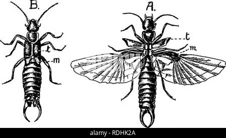 . Eine Einführung in die Zoologie, mit Anweisungen für die praktische Arbeit (Wirbellose). 270 EINFÜHRUNG IN DIE ZOOLOGIE Kap. aufgrund der Aberglaube, für die keine Grundlage der Tatsache, dass Sie für den Eintritt in den Ohren der Menschen, wenn sie schläft, und Beschädigung der Trommel gegeben werden. Niemand noch die Quelle dieser Aberglaube, der in vielen Ländern gefunden wird, entdeckt zu haben scheint. Es wird vorgeschlagen, dass der Verband dieses Insekt mit einem Ohr aufgrund der Form des erweiterten Flügel, der sagte, daran zu erinnern, dass der menschliche Ohr ist; aber die Flügel so selten gesehen, dass diese Verbindung nicht n Stockfoto