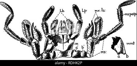 . Eine Einführung in die Zoologie, mit Anweisungen für die praktische Arbeit (Wirbellose). 268 Einführung in die Zoologie von Anhängsel, wie in Abb. 1 gezeigt. 200. Das Insekt reinigt seine Antennen, indem Sie sie per Drag&Drop zwischen ihren Backen. Der Thorax ist die üblichen drei Segmente, aber der erste hat eine unabhängige Bewegung als allgemeiner Insekten, aufgrund der speziell freie Artikulation zwischen IT und das zweite Segment. Die gelenkige Beine, ventral auf der Brust getragen, lange und stark sind. Die dritte und vierte Gelenke (Femur und Tibia) sind mit stiflf Borsten, mit denen der Körper gebürstet und gepflegt c belagert Stockfoto