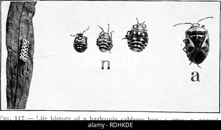 . Ein Lehrbuch in die Allgemeine Zoologie. Zoologie. Abb. IIG.- Ei. s, Nymphe, und nach der Squash bu. Abb. 117 Herr Geschichte von einem Harlekin Kohl bug o, Erwachsener. nyniph;. Bitte beachten Sie, dass diese Bilder sind von der gescannten Seite Bilder, die digital für die Lesbarkeit verbessert haben mögen - Färbung und Aussehen dieser Abbildungen können nicht perfekt dem Original ähneln. extrahiert. Herrick, Glenn W. (Glenn Washington), 1870-1965. New York, Cincinnati [etc. ] American Book Company Stockfoto