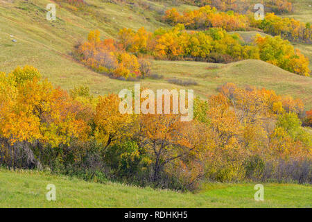 Herbst Laub an den Hängen des Qu'appelle River Valley, Qu'appelle Tal, Saskatchewan, Kanada Stockfoto