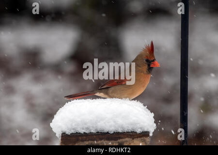 Schnee weht um ein Posing weiblichen Kardinal an einem kalten Tag in Missouri. Bokeh Wirkung. Stockfoto