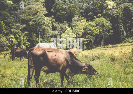 Kühe auf der Weide Stockfoto