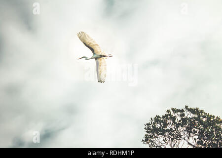 Weiße Reiher Fliegen. Seidenreiher (Egretta garzetta) in Canavieiras, Bahia - Brasilien Stockfoto