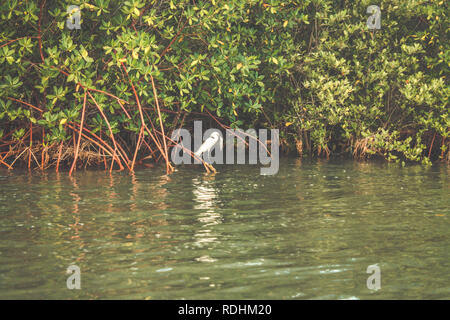 White Heron Fisch essen. Seidenreiher (Egretta garzetta) in Canavieiras, Bahia - Brasilien Stockfoto