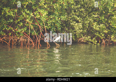 White Heron Fisch essen. Seidenreiher (Egretta garzetta) in Canavieiras, Bahia - Brasilien Stockfoto