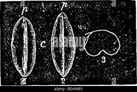 . Ein Handbuch für Botanik: eine Einführung in das Studium der Struktur, Physiologie und Systematik der Pflanzen. Botanik. Abb. 392.. Bitte beachten Sie, dass diese Bilder sind von der gescannten Seite Bilder, die digital für die Lesbarkeit verbessert haben mögen - Färbung und Aussehen dieser Abbildungen können nicht perfekt dem Original ähneln. extrahiert. Balfour, John Hutton, 1808-1884. Edinburgh: A. und C. Schwarz Stockfoto