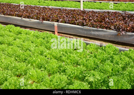 Hydrokultur Pflanzen im Gemüsegarten, Gewächshaus von HYDROPONIC. Grüne Eiche und rote Eiche Kopfsalat Blätter in Organic Farm, Pflanzen wachsen im ... Stockfoto