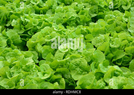 Hydrokultur Pflanzen im Gemüsegarten, Gewächshaus von HYDROPONIC. Grüne Eiche und rote Eiche Kopfsalat Blätter in Organic Farm, Pflanzen wachsen im ... Stockfoto