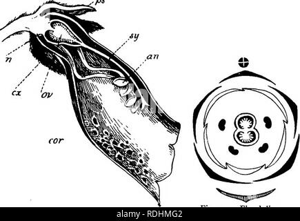 . Elementare Botanik. Botanik. SCROPHULARIACE GAMOPETAL ^-^ 157 als die beiden anderen; die mittlere hintere Staubblatt ist nicht vorhanden (siehe Lippenblütler für Methode der Nachweis); Antheren paarweise zusammen geneigt, und mit divergierenden Nocken. Festplatte (n) bildet einen Ring um die Basis der Eierstock; es ist ein nektarium. Karpelle zwei, syncarpous, Superior. Eierstock {ov) zwei Gekammert, mit zahlreichen Eizellen auf einem axile Plazenta. Style{sy). Stigma 2-lappig. Die.. ps. Abb., 193.-vertikalen Abschnitt der Blüte des Fingerhut. Abb. 194,- floralen Diagramm der Fingerhut. fruchtblätter Median in Position stehen. Obst (Abb. 123) Ein zwei-Ventilierten Kapsel, verlassen Stockfoto