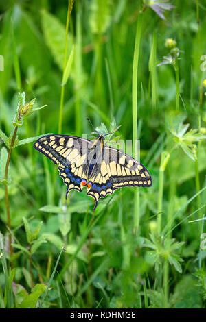 Die Niederlande, schimmert, Alte Welt Swallowtail oder gewöhnlicher gelber Schwalbenschwanz (Pieris rapae) auf Buttercup Anlage. Stockfoto