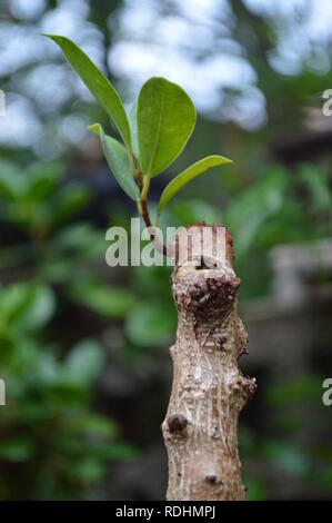 Eine wachsende Blatt von einer kleinen Pflanze Stockfoto